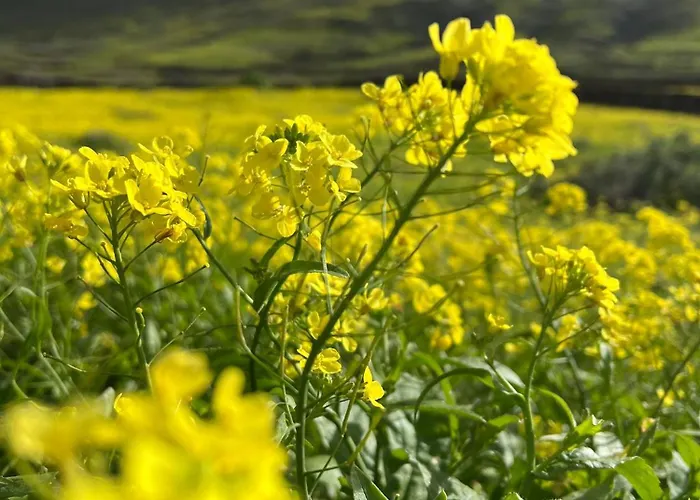 公寓 Atlantic 4, Terrace, And Solarium